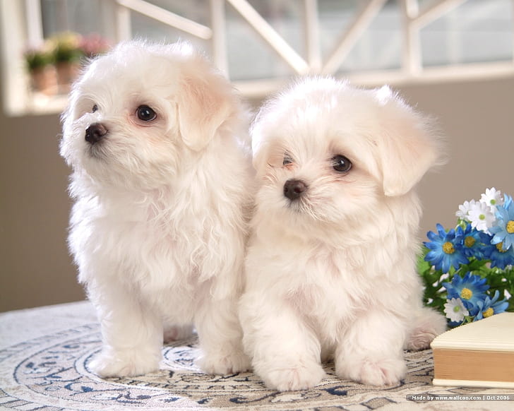 HD wallpaper: dog animal cute other wallpaper HD, two white maltese puppies  | Wallpaper Flare