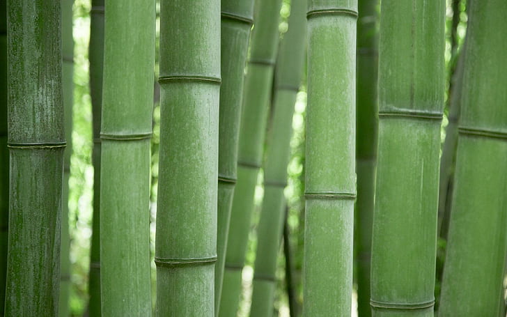 Bambus, green bamboo, plantas, verde, natureza, nature and landscapes, HD wallpaper