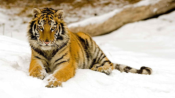 tiger, wildlife, HD wallpaper