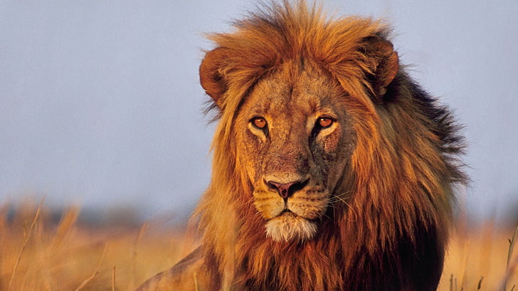male lion, animals, big cats, animal themes, feline, lion - feline
