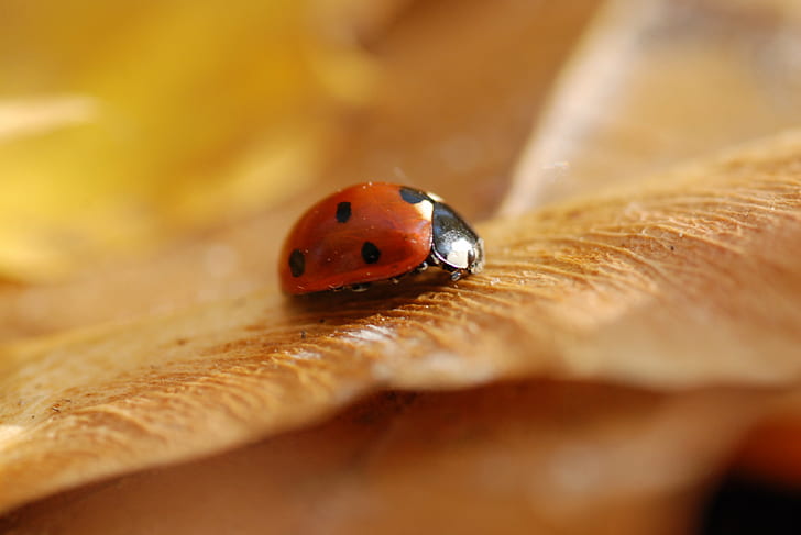 macroscopic photography of lady bug on brown leaf, ladybug, ladybug, HD wallpaper