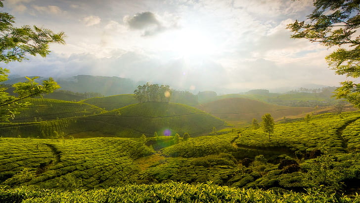 Munnar Tea Farms, fields, hills, tress, sunlight, 3d and abstract