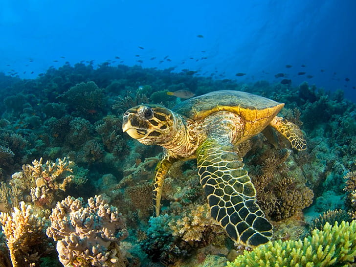 Cool Picture Sea Turtle Animals Other HD Art