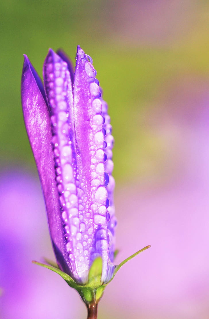 purple flower bud with dewdrops selective focus photography, nature, HD wallpaper