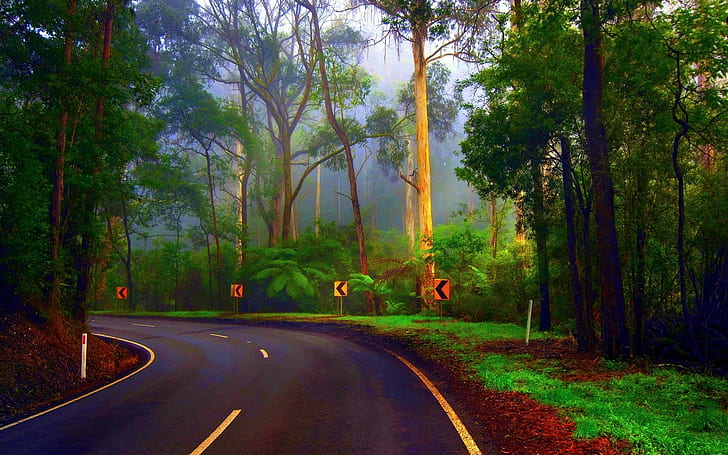 Forest Road, green trees and gray concrete road, turning, nature and landscapes
