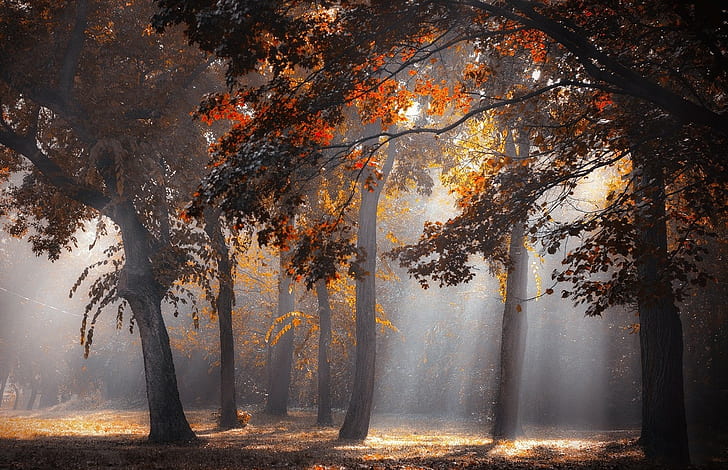 sun rays, forest, fall, leaves, trees, mist, sunlight, nature