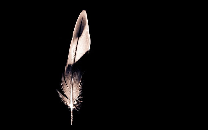 HD wallpaper: Minimalist Feather, white and black feather | Wallpaper Flare
