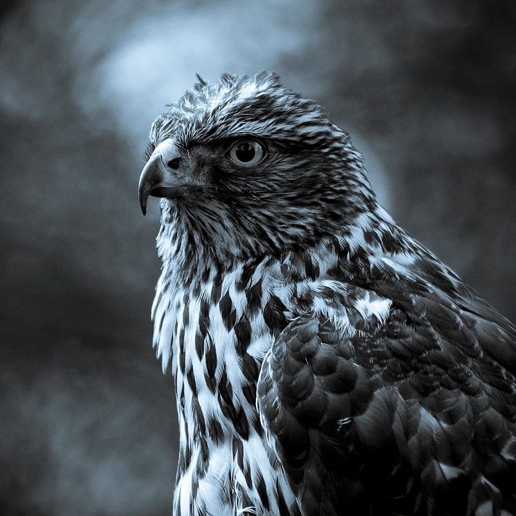 gray scale photography of eagle, nature, animals, birds, hawk (animal)