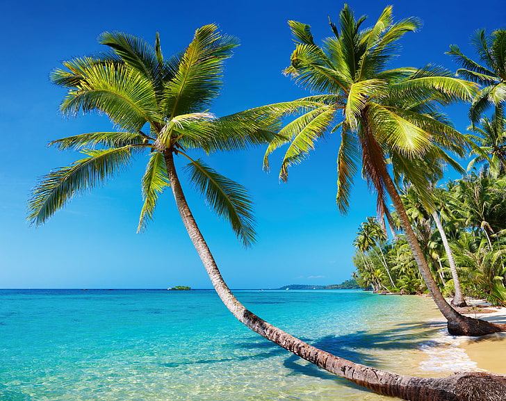 HD wallpaper: two green coconut trees, sea, beach, summer, landscape,  tropics | Wallpaper Flare