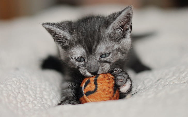 Cute kitten play toy, silver tabby kitten, HD wallpaper