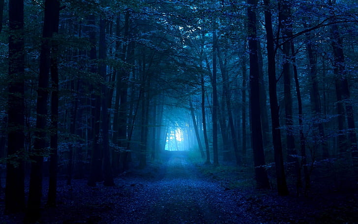 wood, gloomy, light, pass, path, track, dark blue, fog, exit, HD wallpaper