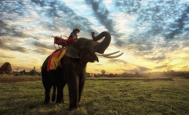 elephant, animals, Thailand, sky, field, cloud - sky, mammal, HD wallpaper