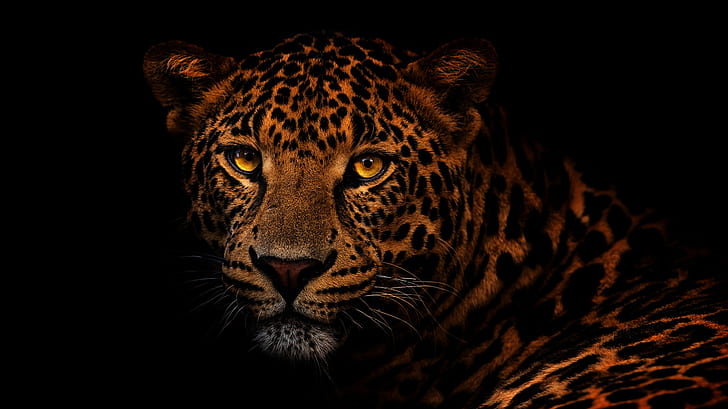 eyes, look, face, close-up, portrait, leopard, black background, HD wallpaper