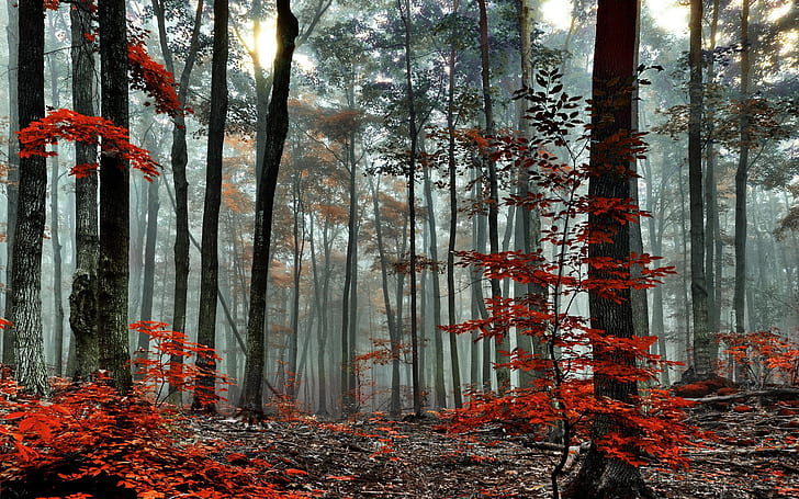 Forest, trees, autumn, fog, morning