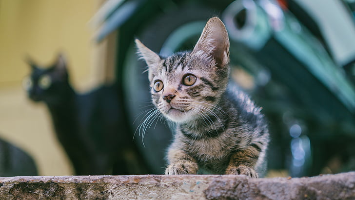tabby cat, whiskers, kitten, domestic short haired cat, domestic cat, HD wallpaper