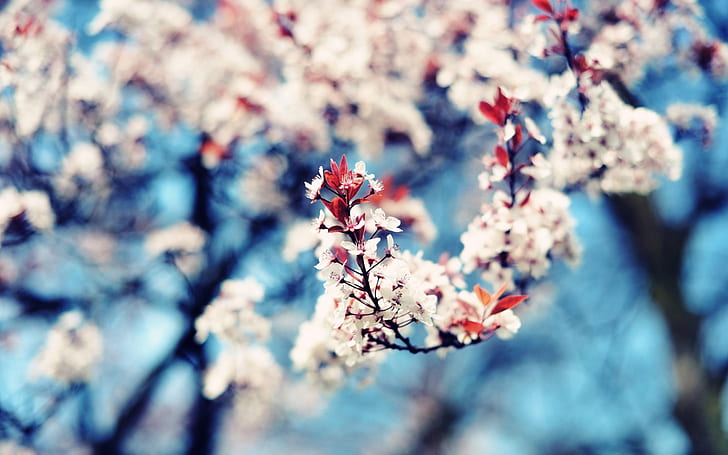 Cherry Blossom Bokeh Tree HD, nature
