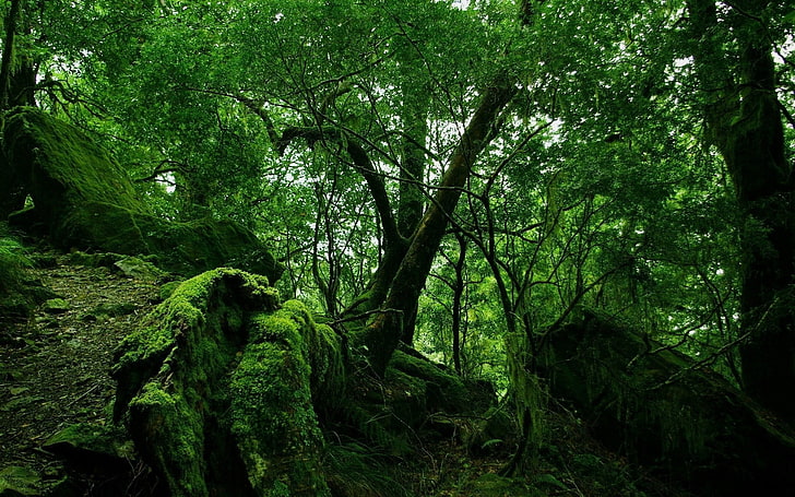 green forest, jungle, wood, moss, lianas, thickets, nature, tree, HD wallpaper