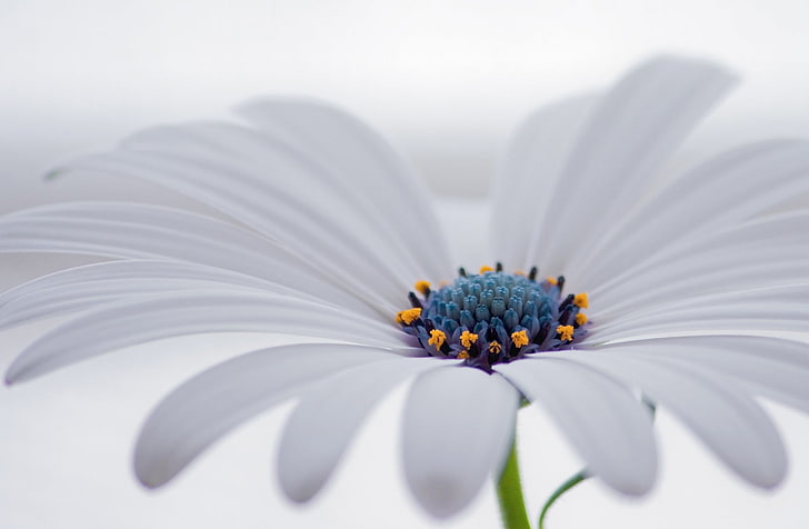 White Osteospermum Flower, white Osteospermum flower, Aero, Beautiful, HD wallpaper