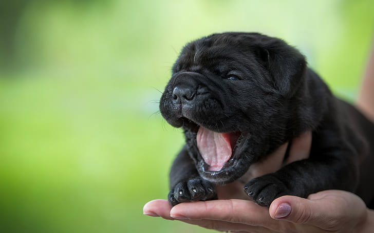 Cute puppy, yawning, black dog, hand