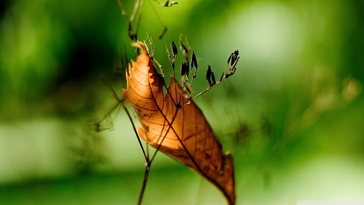 brown leaf, nature, leaves, plants, animal themes, insect, animal wildlife