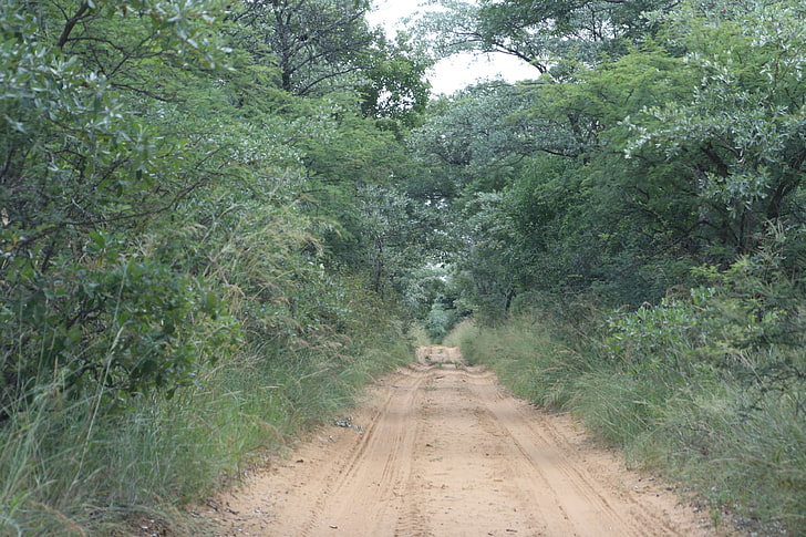 brown, bush road, bushveld, drive, green, on our way, road to knowhere, HD wallpaper