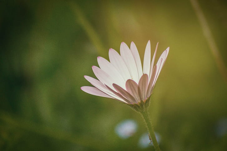 pink Osteospermum selective focus photo, daisy, daisy, Spring, HD wallpaper