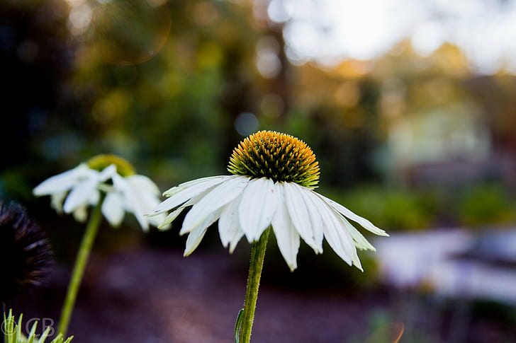 shallow focus photography of white flowers, daisy, daisy, Secret Garden