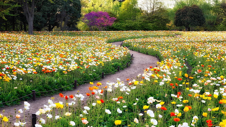 poppy flower field, garden, poppies, flowers, trees, path, plant