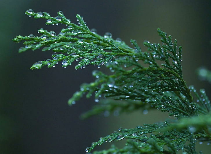 Raindrops On Cypress, evergreen, forest, tree, winter, 3d and abstract, HD wallpaper