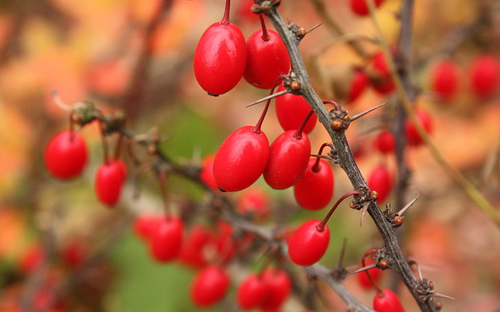 round red fruit lot, barberry, berries, branch, tree, nature, HD wallpaper