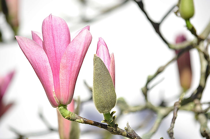 arbre, fleurs, floraison, flore, magnolias, nature, printemps