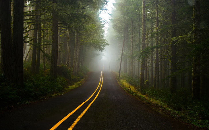 road, dark, forest, tree, plant, direction, the way forward, HD wallpaper