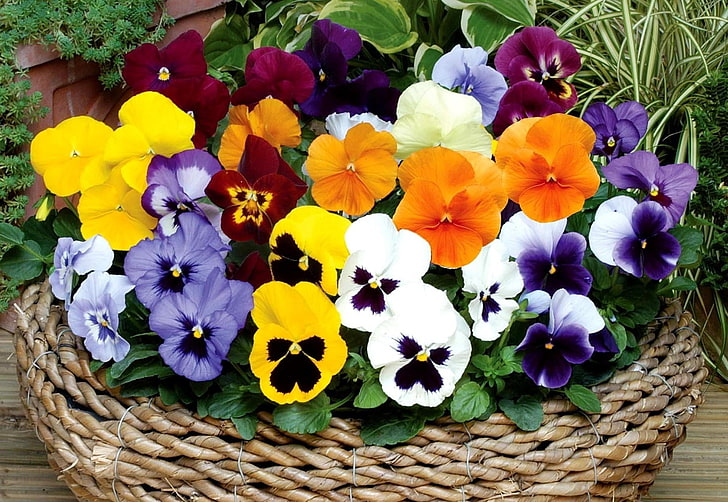 assorted-color pansy flower arrangement, pansies, flowers, bright, HD wallpaper