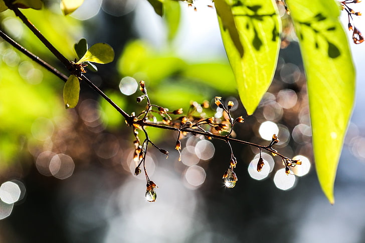 green leaf, nature, water drops, bokeh, leaves, sunlight, close-up, HD wallpaper