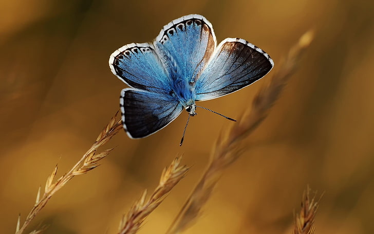 common blue butterfly, nature, macro, insect, close-up, animal themes, HD wallpaper