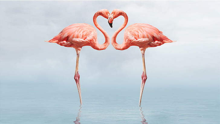 HD wallpaper: Flamingo Full Hd Wallpapers 1080p | Wallpaper Flare