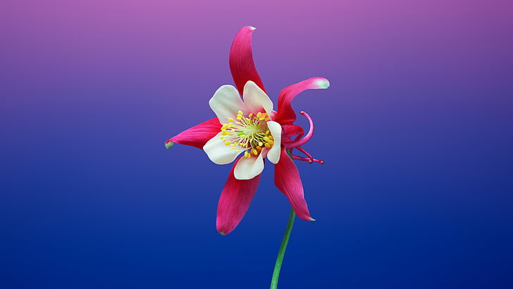 white and red flower, Aquilegia, iOS 11, iPhone X, iPhone 8, Stock, HD wallpaper