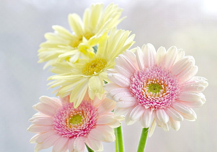 white and yellow flowers, gerbera, bouquet, drop, freshness, tenderness