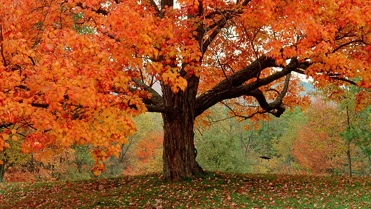 fall images for desktop background, autumn, tree, change, plant