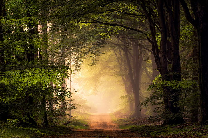 nature, landscape, trees, path, mist, alone, dirt road, forest