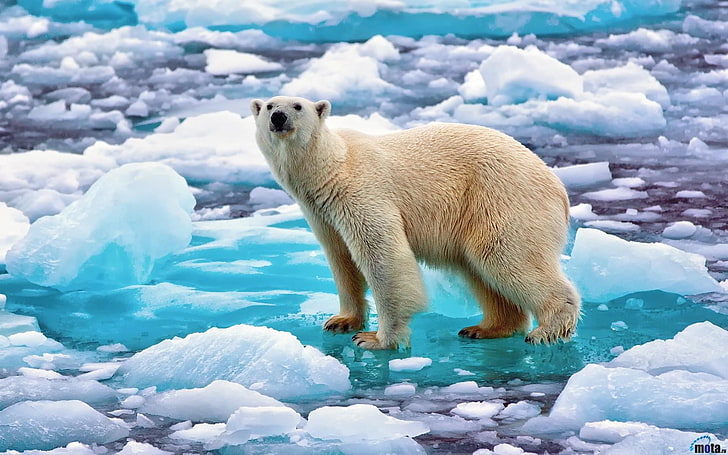 polar bear, polar bears, animals, ice, nature, cyan, water, snow, HD wallpaper