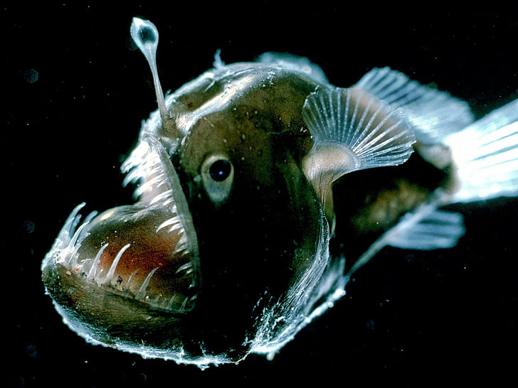 Animal, Anglerfish, HD wallpaper