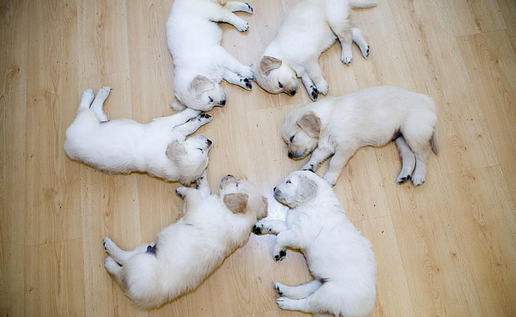 dog, wood, circle, sleeping, puppies, animals, HD wallpaper