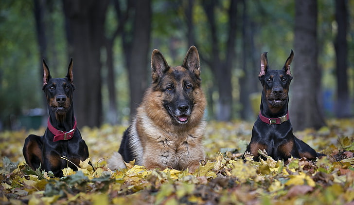 adult German shepherd and two adult Doberman pinschers, trio