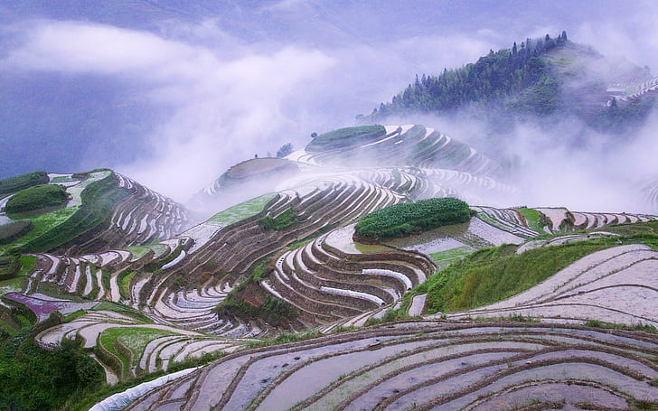 rice paddy, terraced field, HD wallpaper