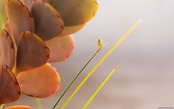 Succulent Close-up-Windows 10 HD Wallpaper, plant, growth, nature HD wallpaper