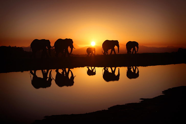 five elephants, landscape, nature, sky, morning, sunlight, sunset