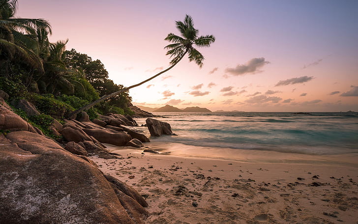Beach, shore, palm trees, ocean, sunset, HD wallpaper