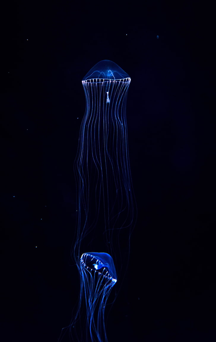 blue jellyfish, underwater world, dark, tentacles, black background, HD wallpaper
