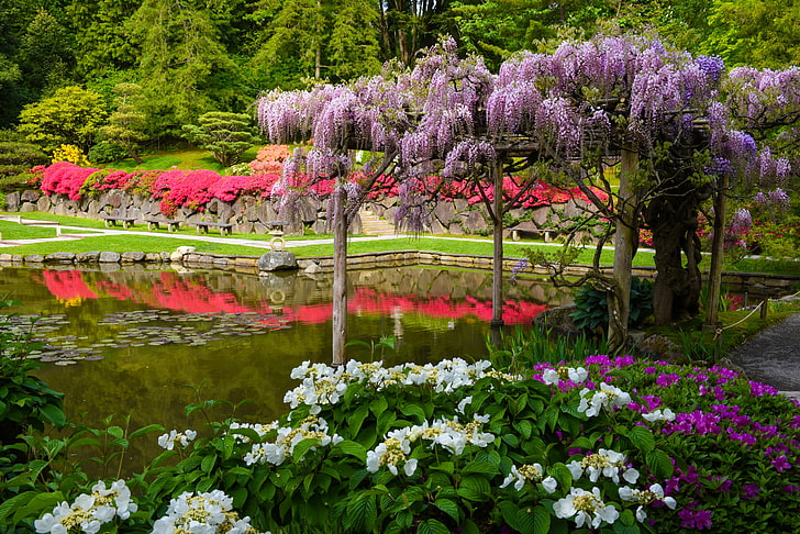 white petaled flowers, pond, Seattle, Japanese garden, hydrangea, HD wallpaper